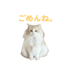 mon petit chat…（個別スタンプ：14）