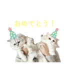 mon petit chat…（個別スタンプ：15）
