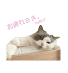 mon petit chat…（個別スタンプ：16）