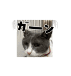 保護猫ちゃんが思う❷動く（個別スタンプ：1）