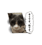 保護猫ちゃんが思う❷動く（個別スタンプ：2）