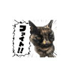 保護猫ちゃんが思う❷動く（個別スタンプ：3）