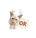 保護猫ちゃんが思う❷動く（個別スタンプ：4）