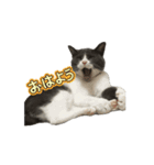 保護猫ちゃんが思う❷動く（個別スタンプ：5）