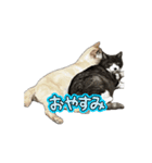 保護猫ちゃんが思う❷動く（個別スタンプ：6）