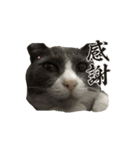 保護猫ちゃんが思う❷動く（個別スタンプ：8）