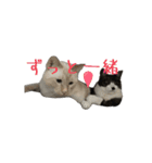 保護猫ちゃんが思う❷動く（個別スタンプ：9）