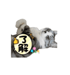 保護猫ちゃんが思う❷動く（個別スタンプ：12）