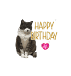 保護猫ちゃんが思う❷動く（個別スタンプ：15）