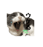 保護猫ちゃんが思う❷動く（個別スタンプ：16）