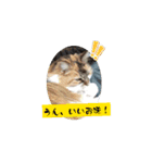 ねこなリアクション（個別スタンプ：5）