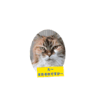 ねこなリアクション（個別スタンプ：13）