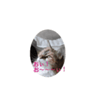 ねこなリアクション（個別スタンプ：14）