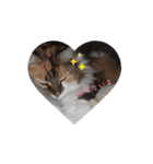 ねこなリアクション（個別スタンプ：16）