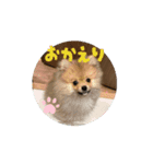 ぽんくんとの日常（個別スタンプ：2）