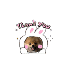 ぽんくんとの日常（個別スタンプ：3）
