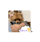 ぽんくんとの日常（個別スタンプ：5）