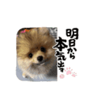 ぽんくんとの日常（個別スタンプ：7）