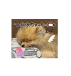 ぽんくんとの日常（個別スタンプ：9）