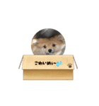 ぽんくんとの日常（個別スタンプ：10）
