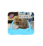 ぽんくんとの日常（個別スタンプ：15）