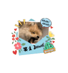 ぽんくんとの日常（個別スタンプ：16）