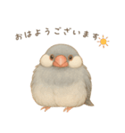 毎日・ずっと使える大人可愛い文鳥（個別スタンプ：1）
