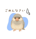 毎日・ずっと使える大人可愛い文鳥（個別スタンプ：7）