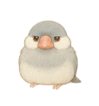 毎日・ずっと使える大人可愛い文鳥（個別スタンプ：8）