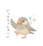 毎日・ずっと使える大人可愛い文鳥（個別スタンプ：13）