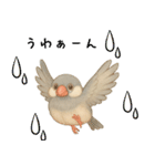 毎日・ずっと使える大人可愛い文鳥（個別スタンプ：17）