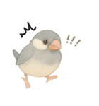 毎日・ずっと使える大人可愛い文鳥（個別スタンプ：22）