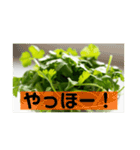 陽気なパクチー（個別スタンプ：1）