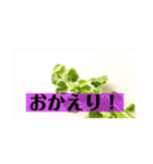 陽気なパクチー（個別スタンプ：4）