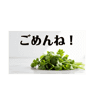 陽気なパクチー（個別スタンプ：8）