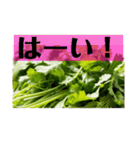 陽気なパクチー（個別スタンプ：11）