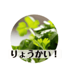 陽気なパクチー（個別スタンプ：16）