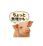 CS✨ブタスタ！！（個別スタンプ：5）