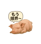 CS✨ブタスタ！！（個別スタンプ：30）