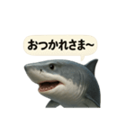 CS✨サメスタ！！（個別スタンプ：29）