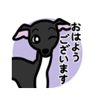 【ブラック4】1年中使えるイタグレスタンプ（個別スタンプ：1）