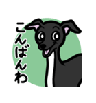 【ブラック4】1年中使えるイタグレスタンプ（個別スタンプ：3）