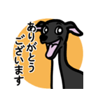 【ブラック4】1年中使えるイタグレスタンプ（個別スタンプ：5）