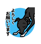 【ブラック4】1年中使えるイタグレスタンプ（個別スタンプ：9）