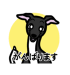 【ブラック4】1年中使えるイタグレスタンプ（個別スタンプ：11）