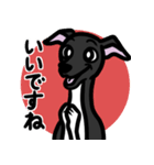 【ブラック4】1年中使えるイタグレスタンプ（個別スタンプ：13）