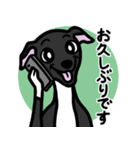 【ブラック4】1年中使えるイタグレスタンプ（個別スタンプ：17）