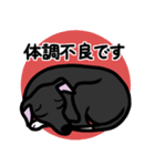 【ブラック4】1年中使えるイタグレスタンプ（個別スタンプ：20）
