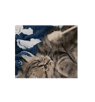 動く！みゅげ猫スタンプ（個別スタンプ：5）