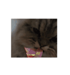 動く！みゅげ猫スタンプ（個別スタンプ：6）
